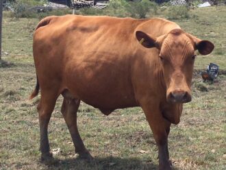 brown cattle looking at the camera